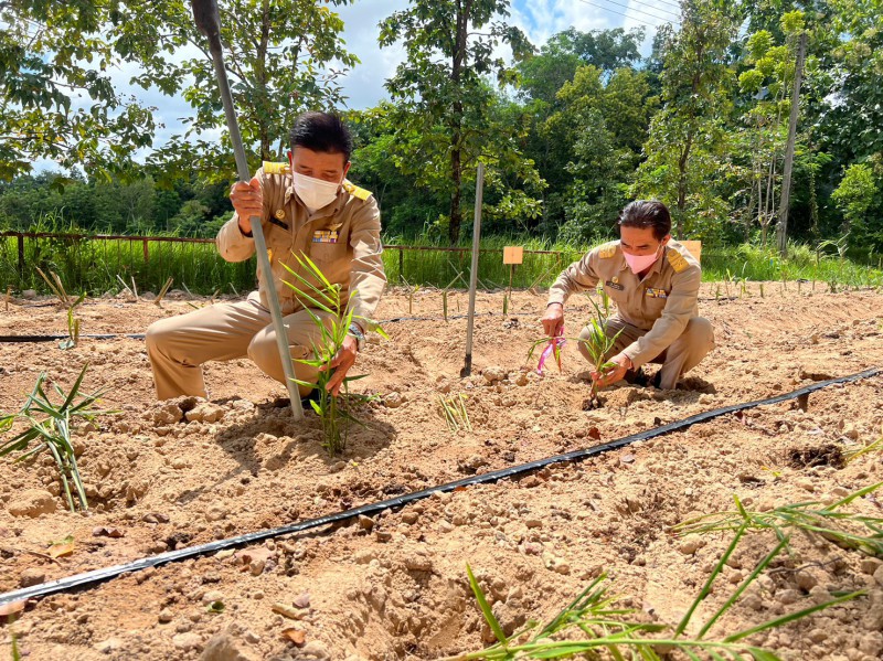 1 อปท. 1 สวนสมุนไพร เฉลิมพระเกียรติพระบาทสมเด็จพระเจ้าอยู่หัว เนื่องในโอกาสพระราชพิธีมหามงคลเฉลิมพระชนมพรรษา 28 กรกฎาคม 2567